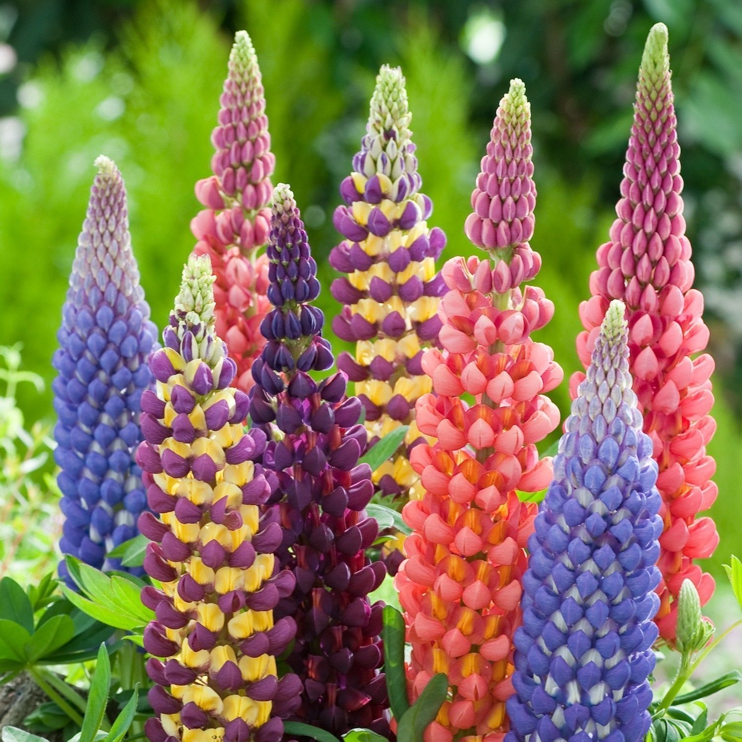 Lupins Semis Floraison Et Soins Jardin De Grand Meres