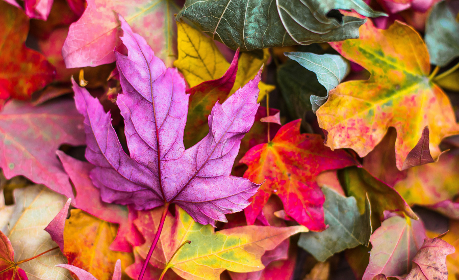 En Automne Arbres Planter Pour De Belles Couleurs Jardin De