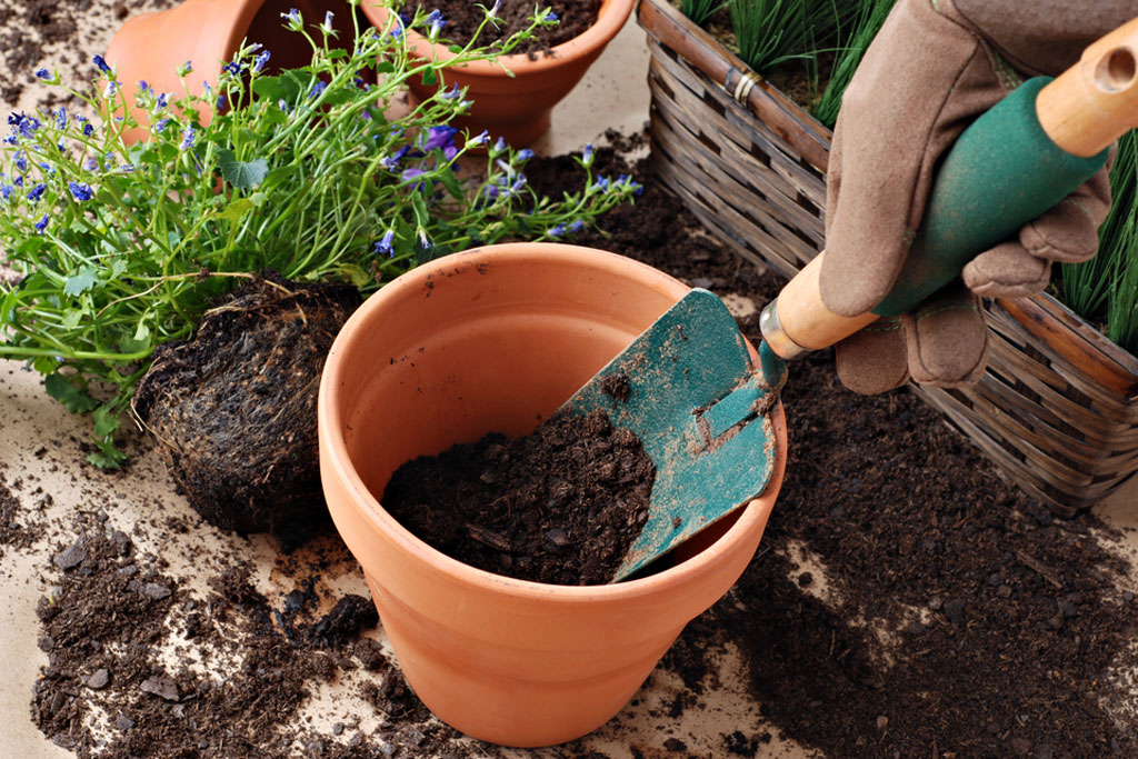 Brillant Conseil De Jardinage En Conteneur Jardin De Grand Meres