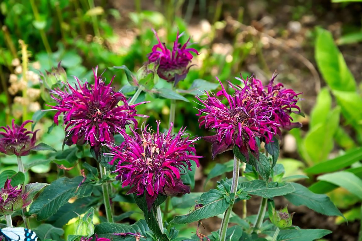 Plantes Vivaces A Riennes Qui Ajoutent Hauteur Et Luminosit Au