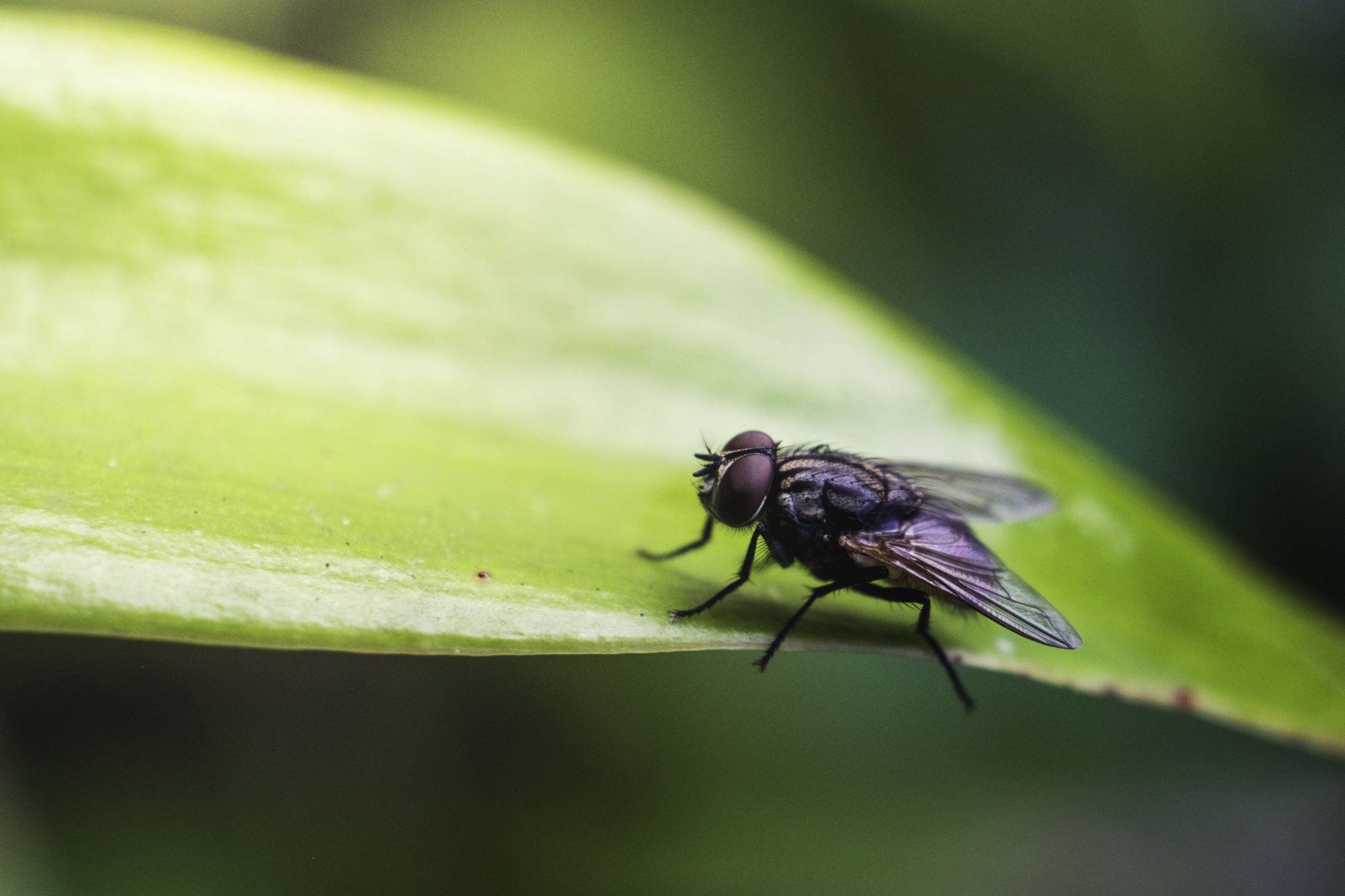 34 façons de se débarrasser des mouches Comment se débarrasser des