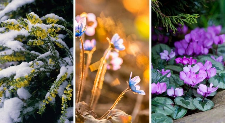 Les Plus Belles Fleurs De Lhiver Avoir Dans Son Jardin Jardin