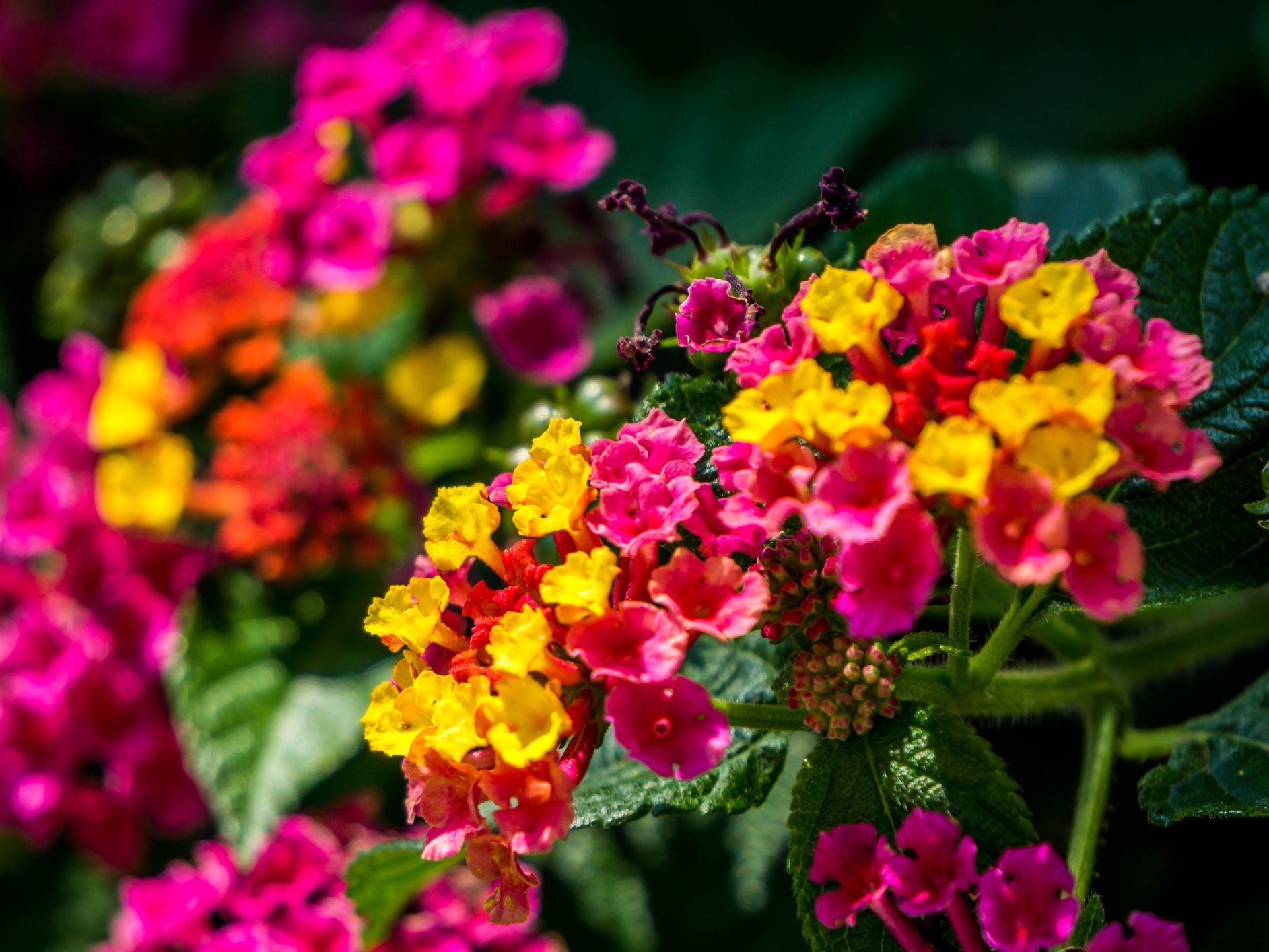 Plante Scientifiquement Prouv E Que Les Moustiques D Testent Le Plus