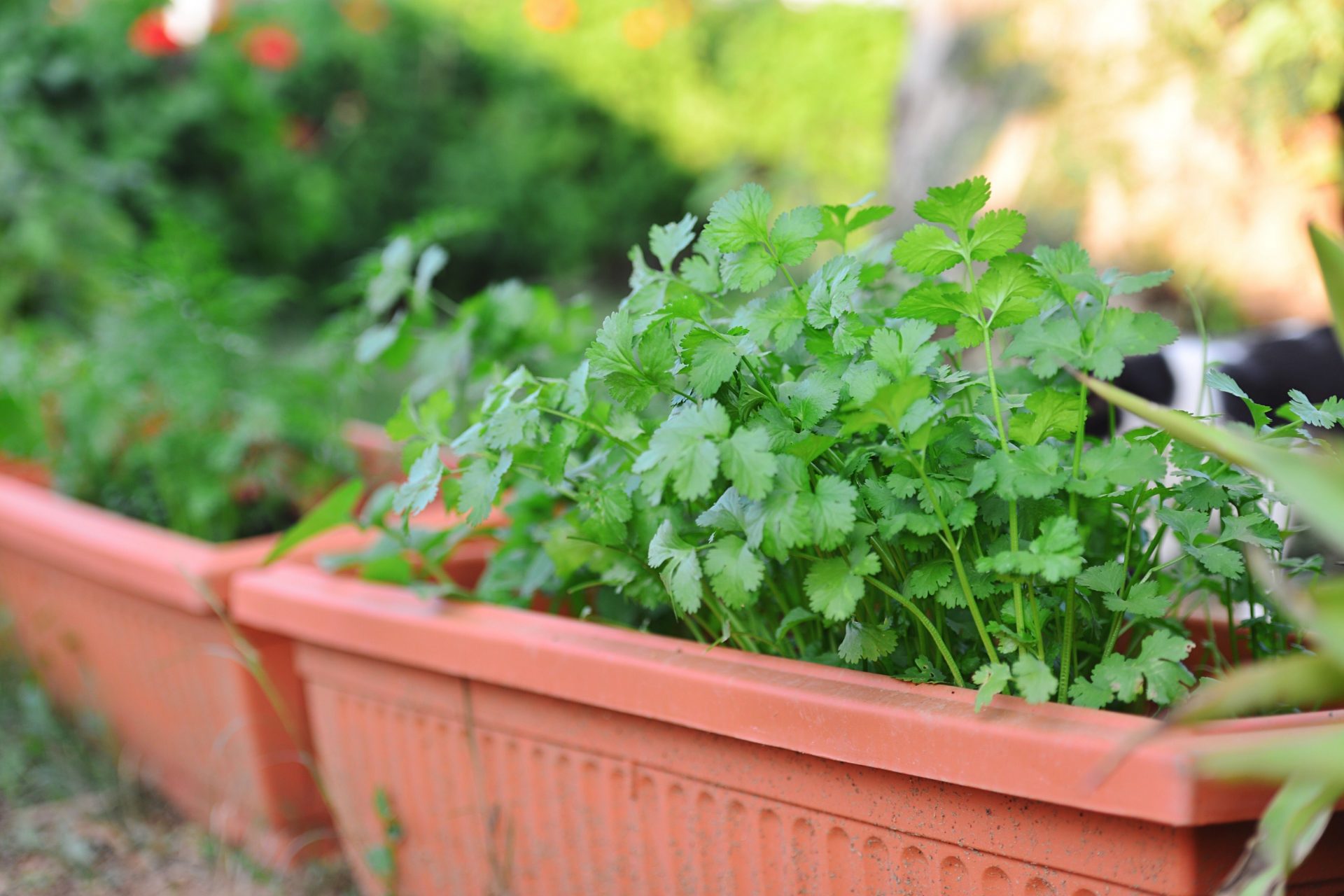 Comment Cultiver La Coriandre En Pot Cultiver La Coriandre En