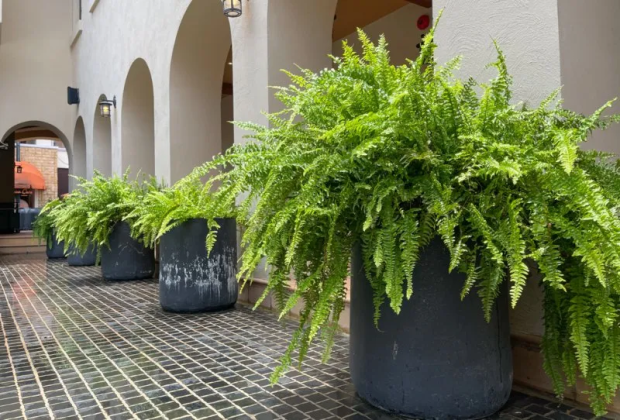 Types De Foug Res Conseils De Culture Jardin De Grand Meres