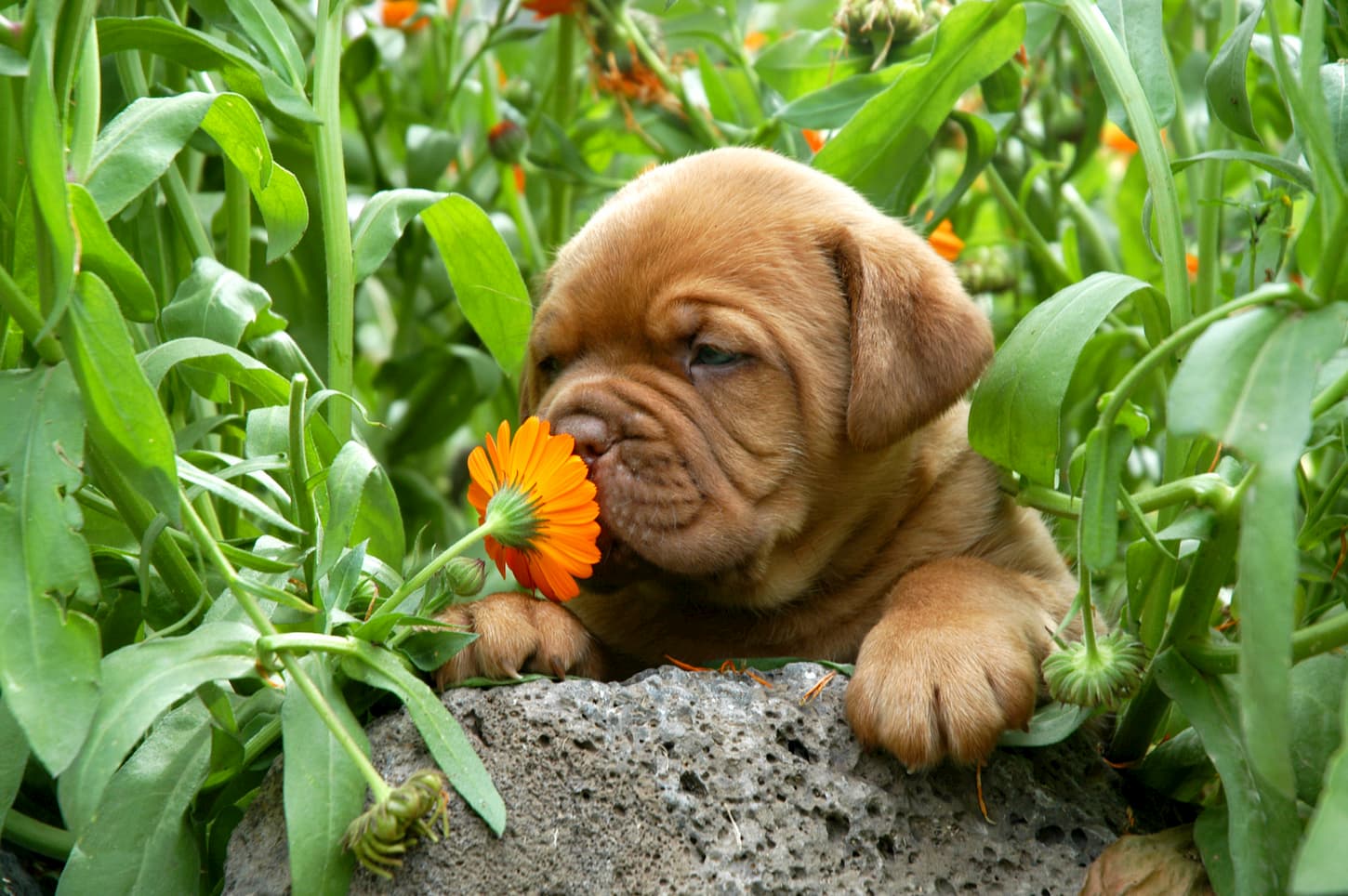 Les 7 Meilleures Plantes Vivaces Sans Danger Pour Les Chiens Jardin