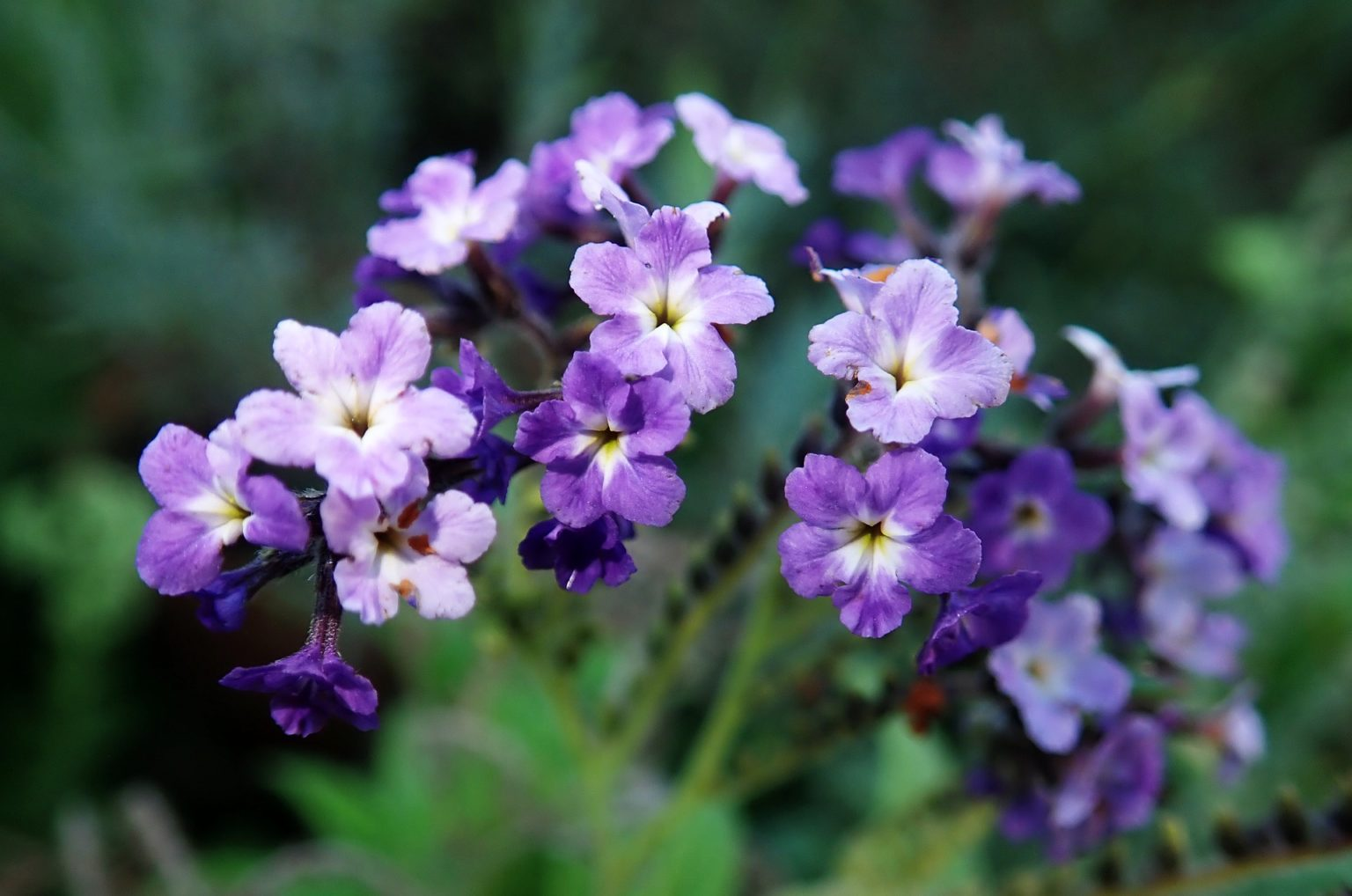 Fleurs Mauves Vari T S Pour Cr Er Un Jardin Mauve Complet