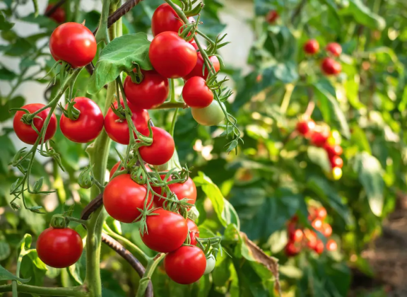 Plantes Compagnes De L Illet D Inde Jardin De Grand Meres