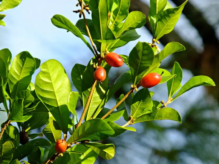 Fruit Du Miracle Synsepalum Dulcificum Tout Ce Qu Il Faut Savoir