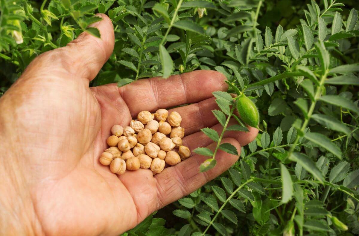 L Gumes Semer Ou Planter Au D But Du Mois De D Cembre Pour Un