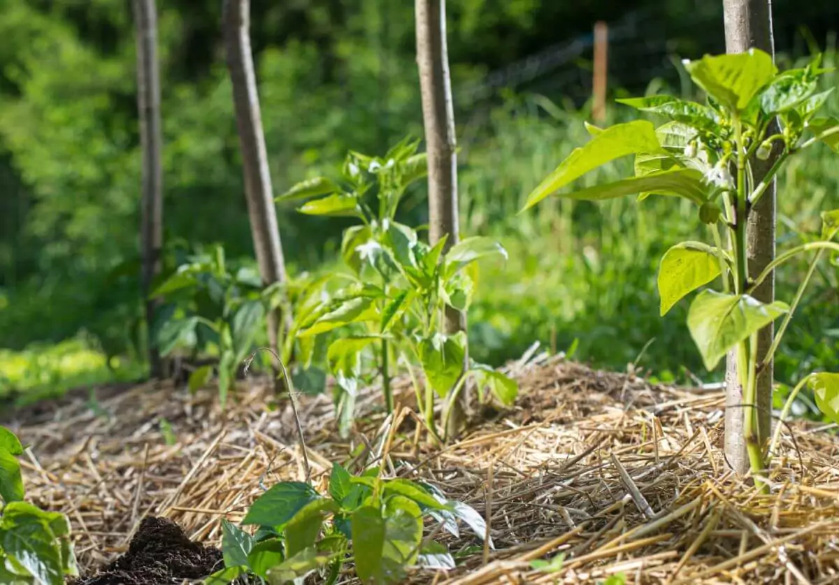 Avantages Incontournables Du Paillage Dans Votre Potager Jardin De