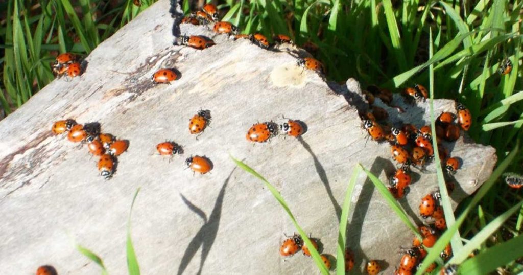 Il faut que les coccinelles surpeuplent votre jardin, mais comment les attirer? Jardin de