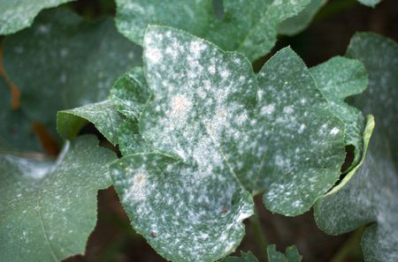 Comment se débarrasser de la moisissure poudreuse sur les plantes - Jardin  de Grand Meres