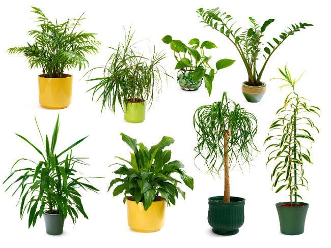 Les plantes les plus importantes qui purifient l'air de votre maison - Jardin de