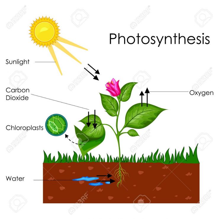 la photosynthèse Jardin de Grand Meres