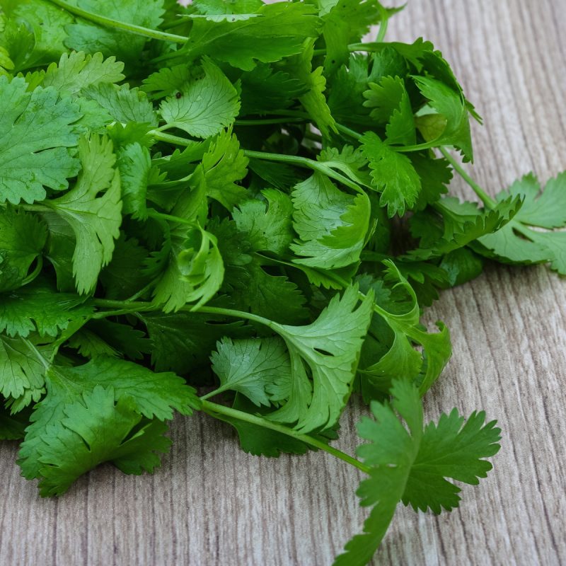 Comment faire pousser de la coriandre Jardin de Grand Meres