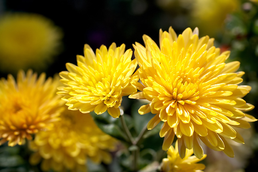 Fleur de chrysanthème - Jardin de Grand Meres
