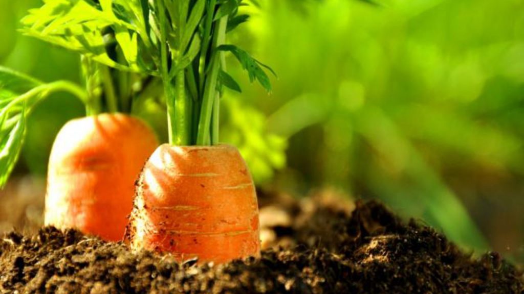 Planter Des Carottes Jaunes Jardin De Grand Meres