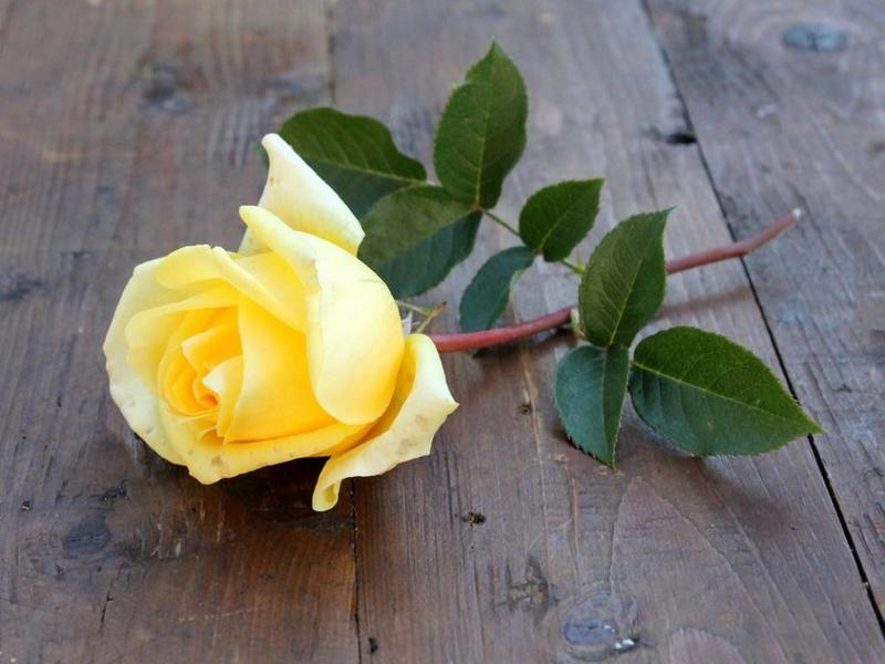 C'est le moment de savoir la signification de la rose jaune - Jardin de  Grand Meres