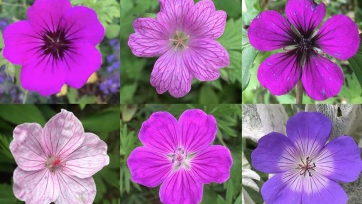 Types de fleurs qui convient à votre jardin - Jardin de Grand Meres