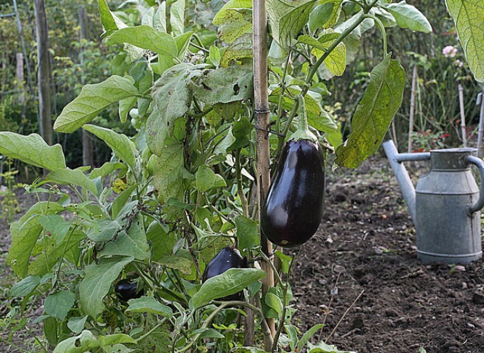 Comment faire pousser des aubergines à la maison Jardin de Grand Meres