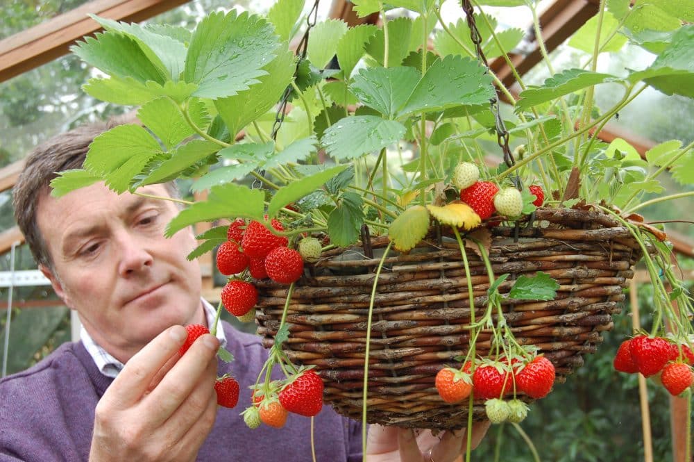 La manière utile de faire pousser des fraises à la maison - Jardin de
