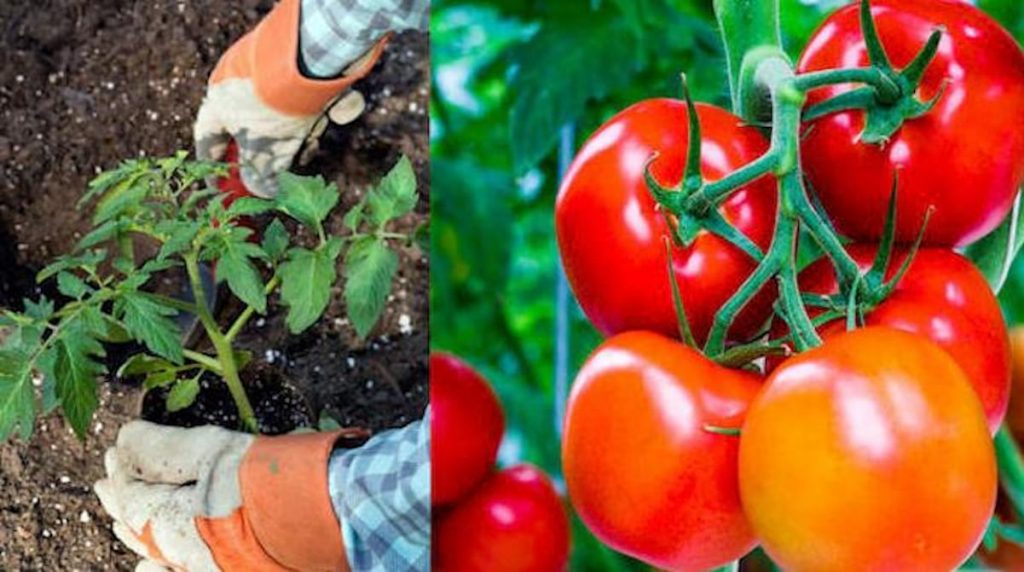 Quelles sont les tomates les plus savoureuses ?