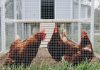 Bienvenue aux poulets dans votre jardin.
