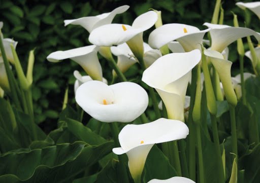 Arum blanc : comment planter, cultiver et prendre soin de l'Arum blanc -  Jardin de Grand Meres