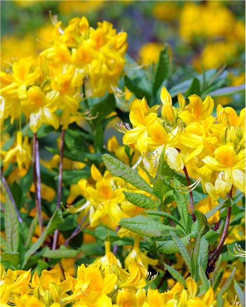 10 fleurs jaunes, qui illuminent le jardin en toute confiance - Jardin de  Grand Meres