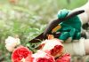 Astuces comment tailler les roses avec la lune