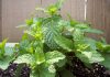 Voici 7 conseils pour cultiver un jardin de menthe