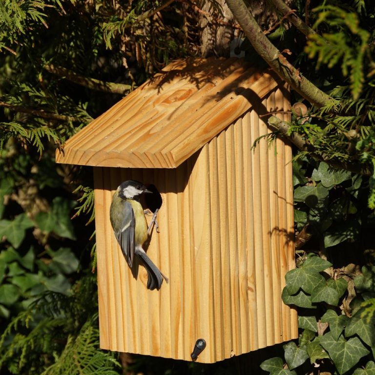 Comment Orienter Un Nichoir A Oiseaux Maison d'oiseaux : comment la construire et l'installer ? - Jardin de