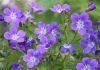 Plantes vivaces de géraniums essentielles pour le jardin