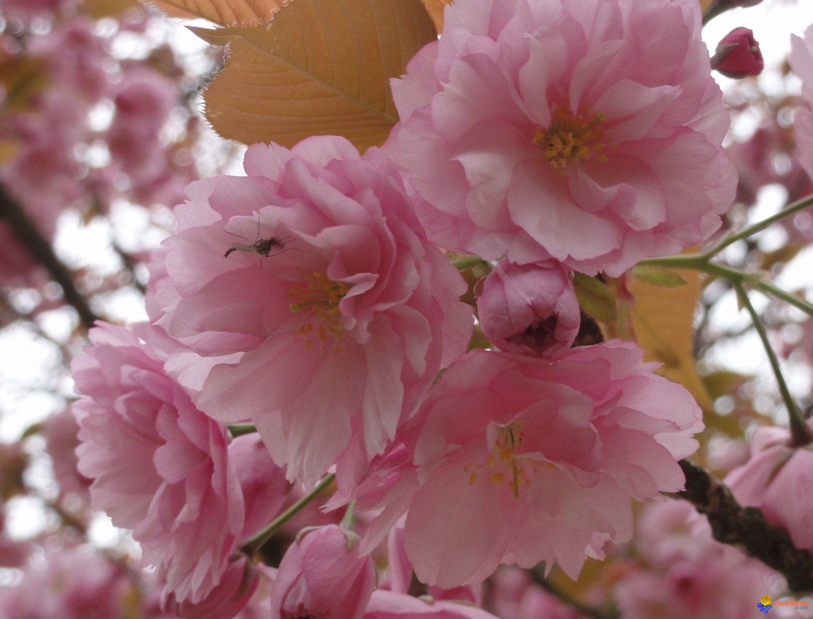 Une beaut  authentique le cerisier  japonais  Jardin  de 