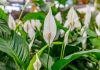 Spathiphyllum : conseils, plantation et soins de la fleur de lune