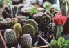 Cactus Jardin intérieur : pour créer un beau jardin de cactus, il ne faut pas manquer les 5 étapes.