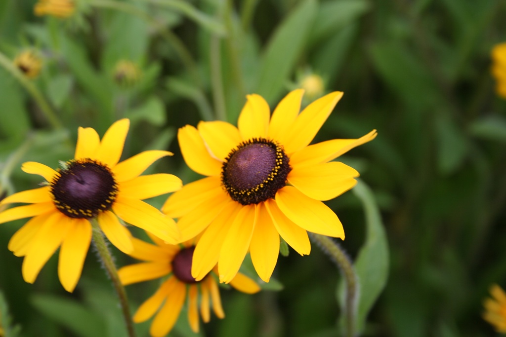 LA CULTURE DE SUSANS AUX YEUX NOIRS Jardin de Grand Meres