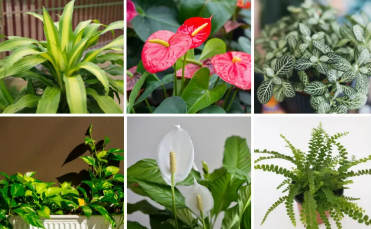 15 Meilleures Plantes Pour La Qualité De L'air Des Chambres à Coucher ...