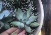 Comment sauver une succulente trop arrosée ?