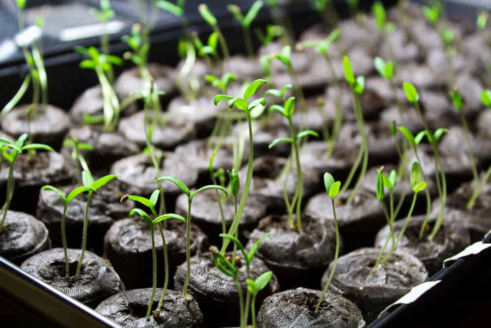 5 conseils simples sur la germination des graines pour faire pousser