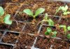 8 raisons pour lesquelles les plantes aiment la cannelle (Ça marche vraiment !)