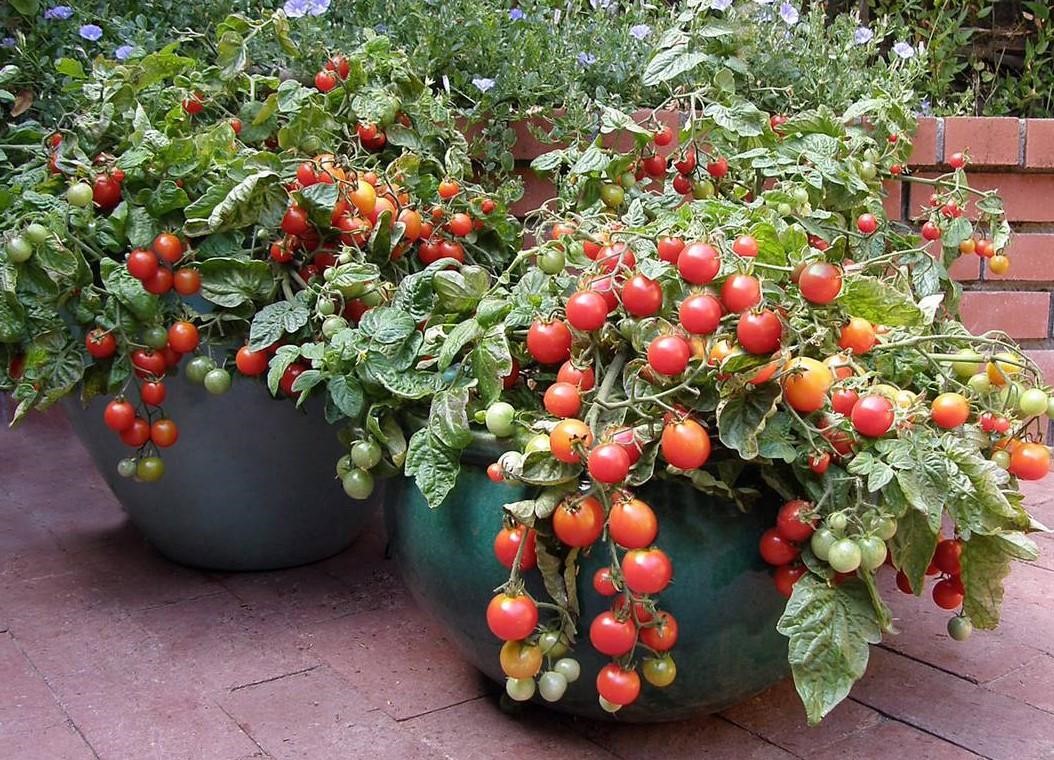 Cultiver des tomates en pots ? Note 13 Conseils pour la culture de la