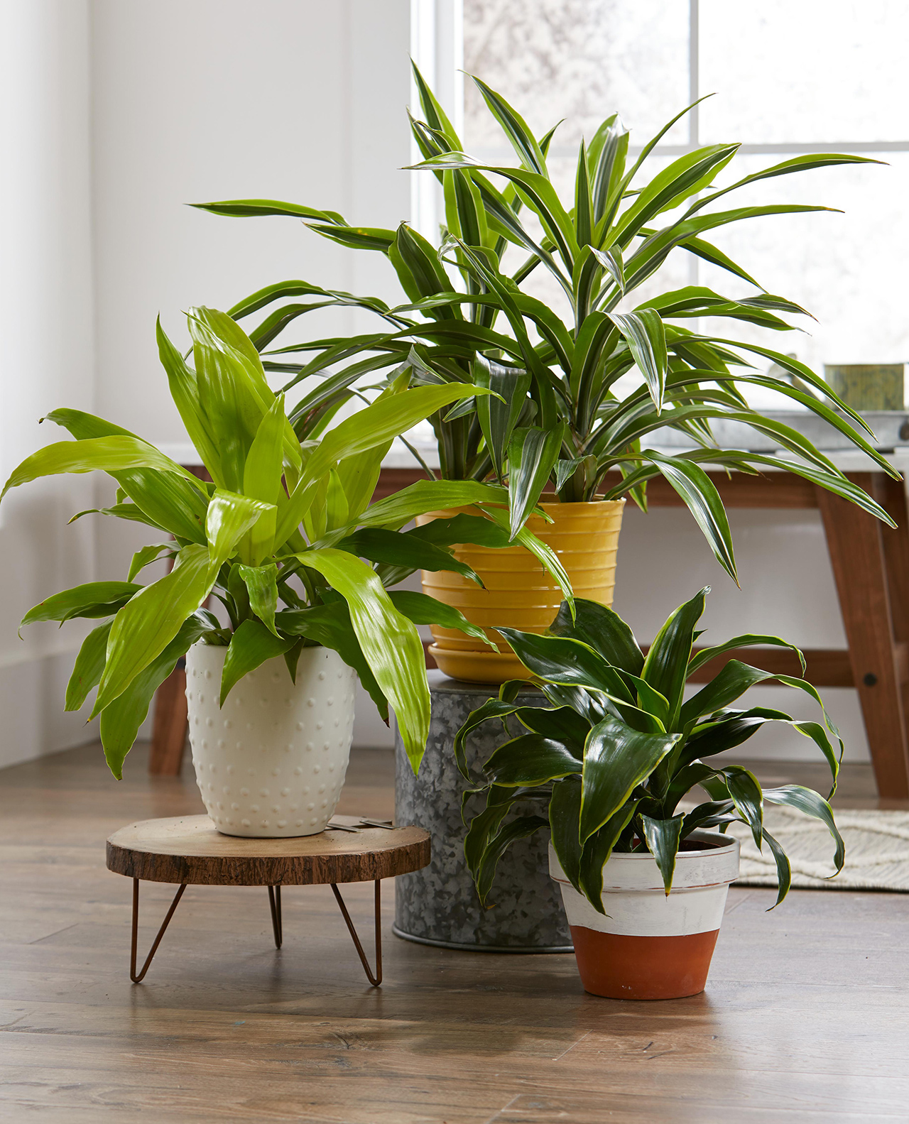 Indoor Potted Houseplants 703b321a 
