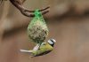 la recette fait maison pour aider les oiseaux à passer l’hiver !