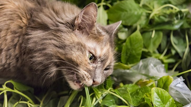 Les 10 Plantes Qui Sont Dangereuses Pour Les Chats Jardin De Grand Meres