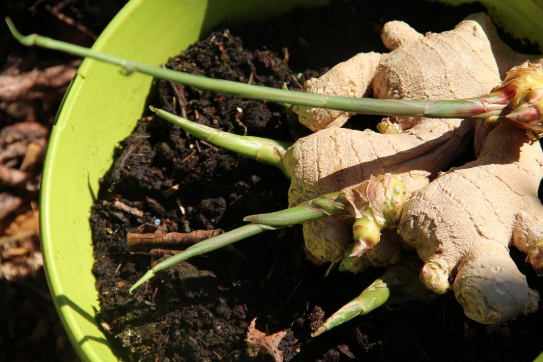 Le gingembre pour planter, cultiver, soigner et récolter Jardin de Grand Meres