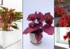 11 Charmantes plantes d’intérieur en forme de coeur rouge