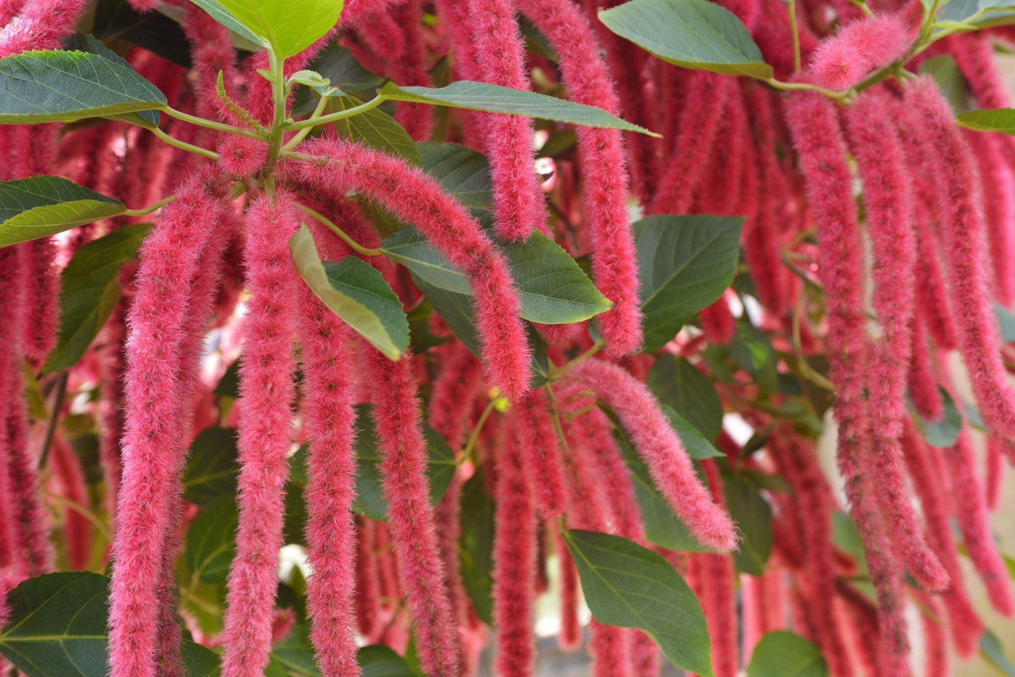 Guide de culture Conseils pour la culture des plantes de chenille Jardin de Grand Meres