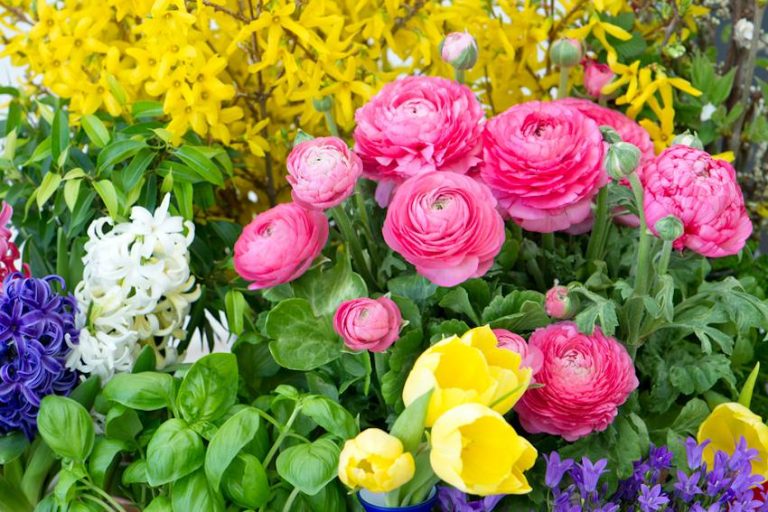 Fleurs de printemps Comment puisje faire pousser des plantes à fleurs dans mon jardin Fleurs de printemps Comment puisje faire pousser des plantes à fleurs dans mon jardin